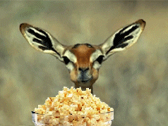 anim_popcorn_eating_deer.gif